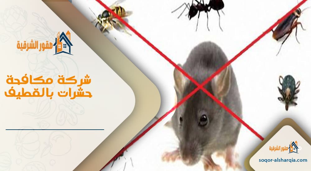 شركة مكافحة حشرات بالقطيف